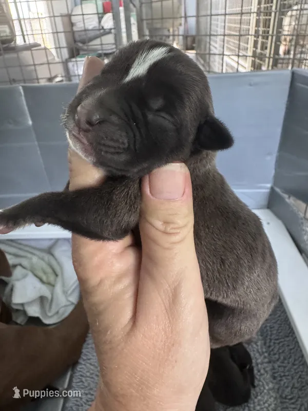 Da Brat – American Bulldog puppy for sale in Mascotte, FL