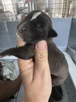 Da Brat, a female American Bulldog for sale in Mascotte, FL – 1 of 5