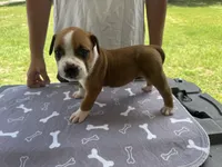 Male #2/ George Jones, a male American Bulldog for sale in Mascotte, FL – 2 of 6