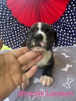 Female #4/ Miranda Lambert, a female American Bulldog for sale in Mascotte, FL – 2 of 6
