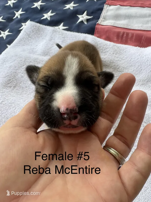 Reba McEntire / Female #5 – American Bulldog puppy for sale in Mascotte, FL