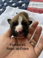 Reba McEntire / Female #5, a female American Bulldog for sale in Mascotte, FL – 1 of 3