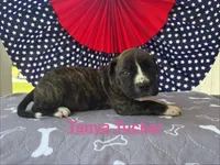 Female #2/ Tanya Tucker, a female American Bulldog for sale in Mascotte, FL – 3 of 6