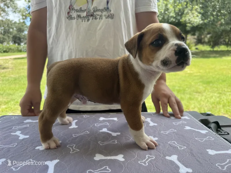 Male #2/ George Jones – American Bulldog puppy for sale in Mascotte, FL