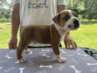Male #2/ George Jones, a male American Bulldog for sale in Mascotte, FL – 1 of 6