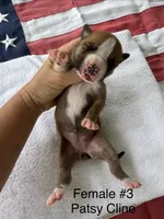 Patsy Cline / Female #3, a female American Bulldog for sale in Mascotte, FL – 2 of 3