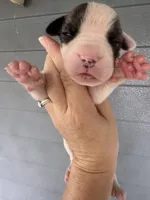 Iggy, a female American Bulldog for sale in Mascotte, FL – 1 of 4