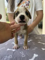 Johnny Cash/ Male #4, a male American Bulldog for sale in Mascotte, FL – 2 of 6