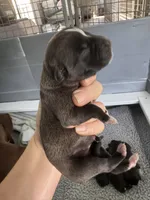 Da Brat, a female American Bulldog for sale in Mascotte, FL – 2 of 5