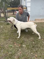 5 females, a female American Bulldog for sale in Mascotte, FL – 5 of 5
