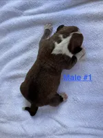 Male #1, a male American Bulldog for sale in Mascotte, FL – 2 of 5