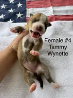 Tammy Wynette/ Female #4, a female American Bulldog for sale in Mascotte, FL – 3 of 3