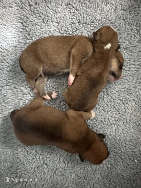 3 males – American Bulldog puppy for sale in Mascotte, FL