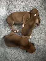 3 males, a male American Bulldog for sale in Mascotte, FL – 1 of 3