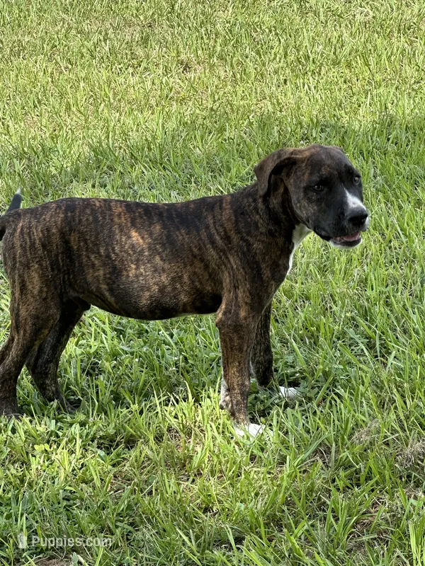  Hank Williams – American Bulldog puppy for sale in Mascotte, FL