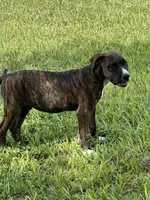  Hank Williams, a male American Bulldog for sale in Mascotte, FL – 1 of 10