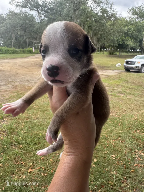 Johnny Cash/ Male #4 – American Bulldog puppy for sale in Mascotte, FL