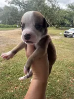 Johnny Cash/ Male #4, a male American Bulldog for sale in Mascotte, FL – 3 of 6
