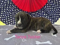 Female #2/ Tanya Tucker, a female American Bulldog for sale in Mascotte, FL – 2 of 6