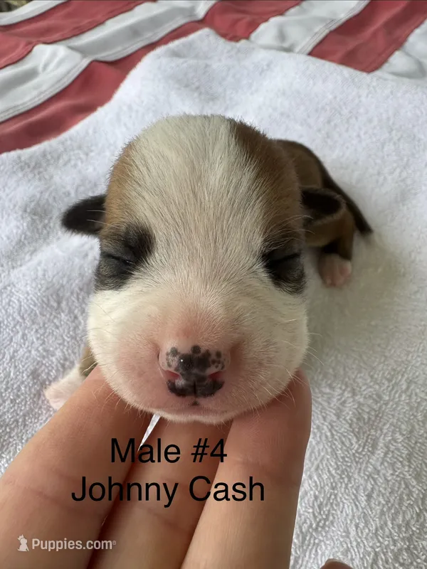 Johnny Cash/ Male #4 – American Bulldog puppy for sale in Mascotte, FL