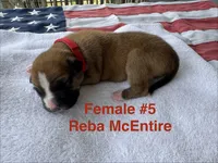 Reba McEntire / Female #5, a female American Bulldog for sale in Mascotte, FL – 3 of 3