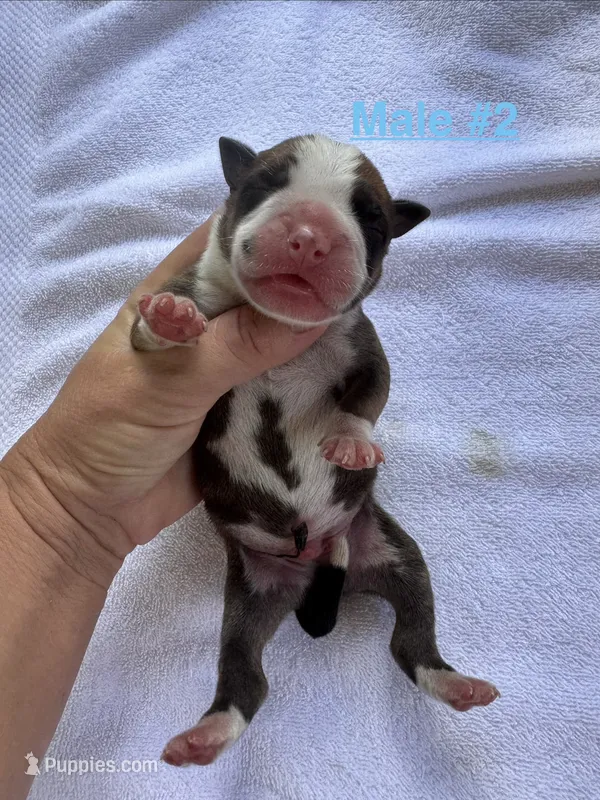 Male #2 – American Bulldog puppy for sale in Mascotte, FL