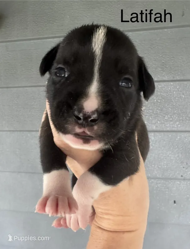 Latifah – American Bulldog puppy for sale in Mascotte, FL