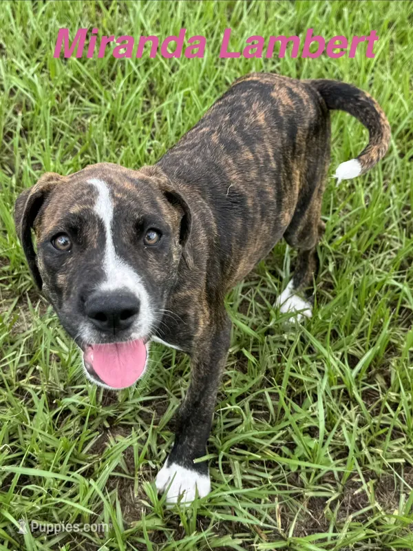 Female #4/ Miranda Lambert – American Bulldog puppy for sale in Mascotte, FL