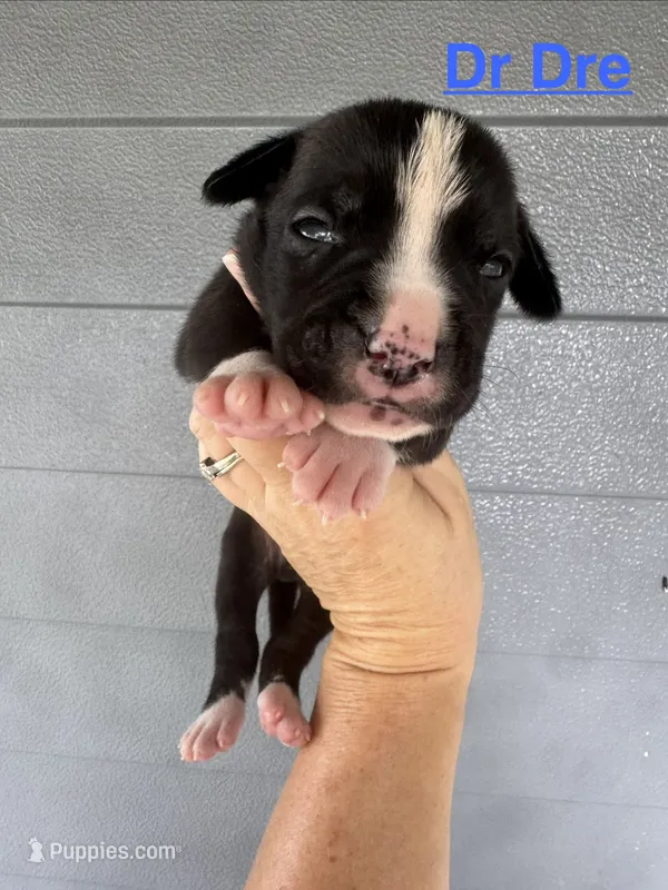Dr. Dre – American Bulldog puppy for sale in Mascotte, FL