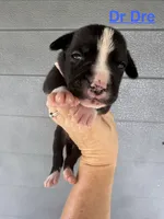 Dr. Dre, a male American Bulldog for sale in Mascotte, FL – 1 of 2
