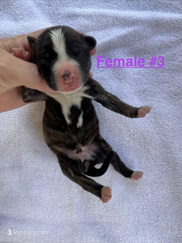 Female #3 – American Bulldog puppy for sale in Mascotte, FL