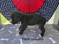 Male #3/ Hank Williams, a male American Bulldog for sale in Mascotte, FL – 5 of 6