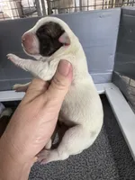 Iggy, a female American Bulldog for sale in Mascotte, FL – 2 of 4
