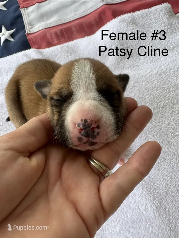 Patsy Cline / Female #3 – American Bulldog puppy for sale in Mascotte, FL