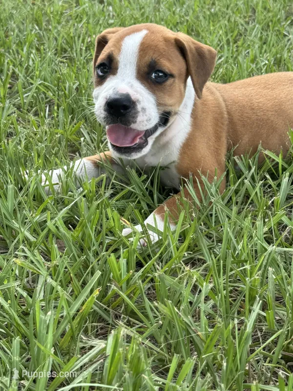 Male #2/ George Jones – American Bulldog puppy for sale in Mascotte, FL