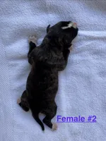 Female #2, a female American Bulldog for sale in Mascotte, FL – 2 of 2