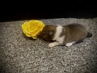 Rufus, a female Shetland Sheepdog for sale in Edgemont, SD – 4 of 5