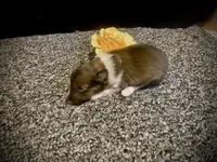 Rufus, a female Shetland Sheepdog for sale in Edgemont, SD – 5 of 5