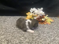 Opal, a female Shetland Sheepdog for sale in Edgemont, SD – 5 of 6
