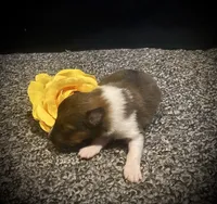 Rufus, a female Shetland Sheepdog for sale in Edgemont, SD – 1 of 5