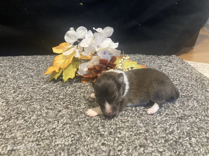 Opal – Shetland Sheepdog puppy for sale in Edgemont, SD