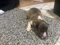 Clover, a male Shetland Sheepdog for sale in Edgemont, SD – 5 of 7