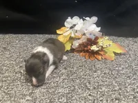Opal, a female Shetland Sheepdog for sale in Edgemont, SD – 2 of 6