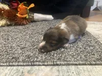 Clover, a male Shetland Sheepdog for sale in Edgemont, SD – 4 of 7