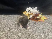 Opal, a female Shetland Sheepdog for sale in Edgemont, SD – 3 of 6