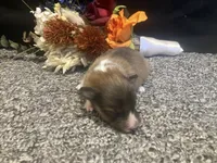 Clover, a male Shetland Sheepdog for sale in Edgemont, SD – 7 of 7