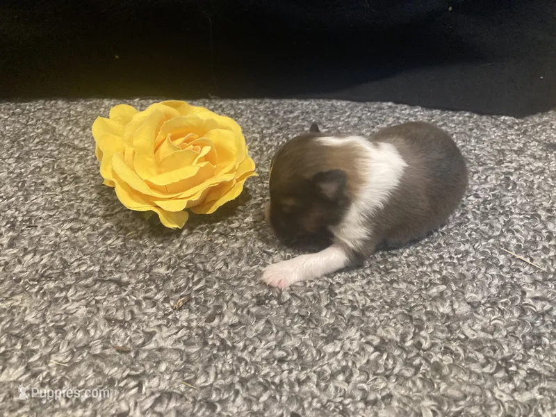 Cricket  – Shetland Sheepdog puppy for sale in Edgemont, SD