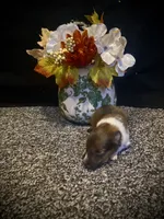 Rufus, a female Shetland Sheepdog for sale in Edgemont, SD – 2 of 5