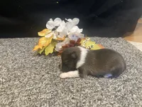 Opal, a female Shetland Sheepdog for sale in Edgemont, SD – 6 of 6