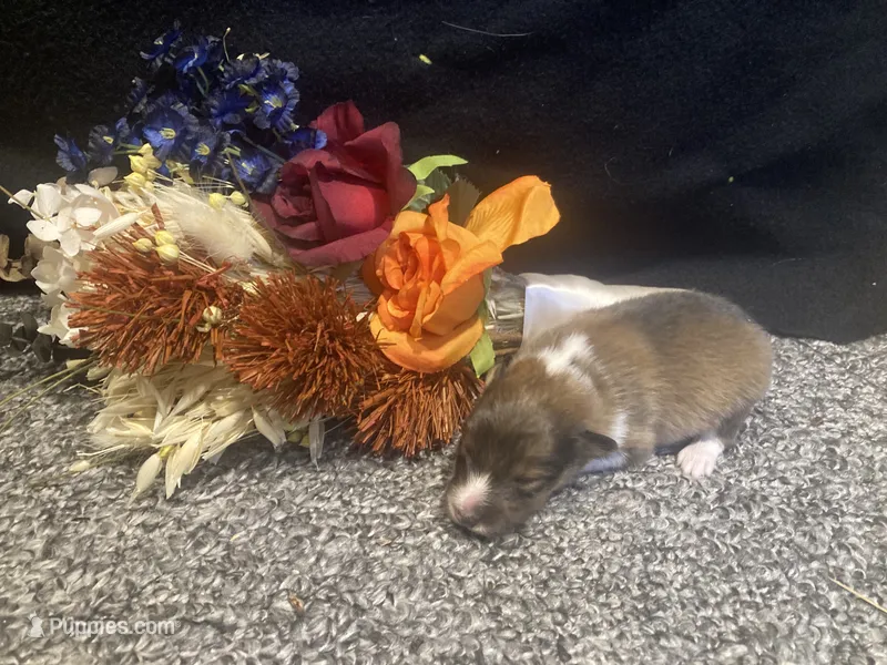 Clover – Shetland Sheepdog puppy for sale in Edgemont, SD